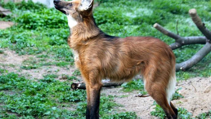 Самец редкого гривистого волка нашел пару в Московском зоопарке