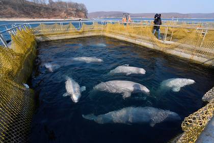 Владелец «китовой тюрьмы» решил отпустить животных после заявления Кремля