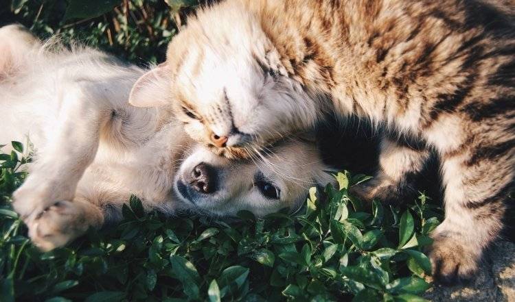 Котенок и пес вместе ищут хозяев в Кемерово