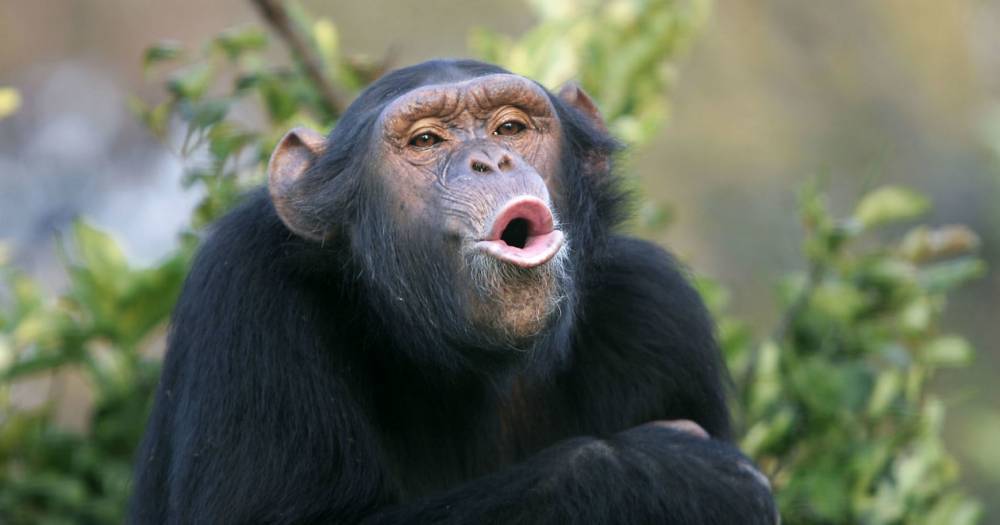 Они умнеют на&nbsp;глазах: шимпанзе научились разбивать панцири черепах