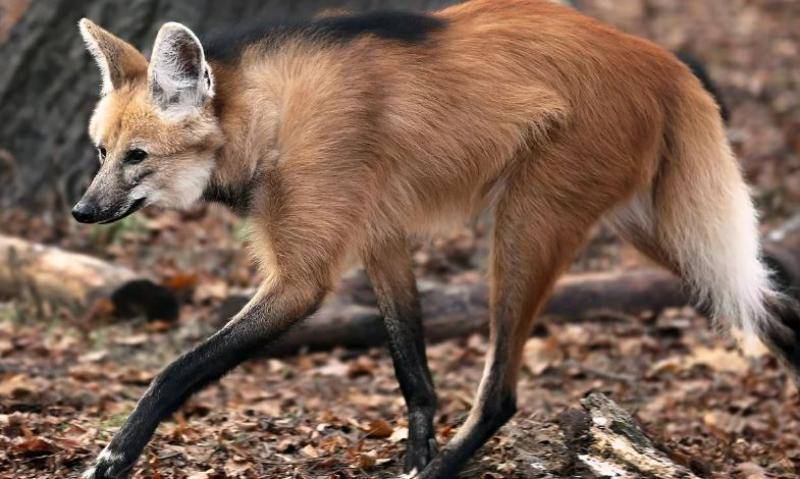 Краснокнижного гривистого волка привезли в Московский зоопарк