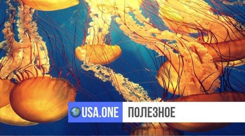 Посетителей Jersey Shore предупреждают о ядовитых медузах, выделяющих парализующие токсины - usa.one - США - Джерси