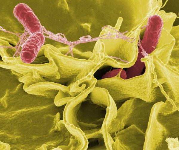 Ученые обнаружили лекарственную устойчивость у бактерий