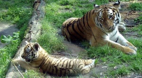 Выловленные в Приморье тигры Павлик и Елена отправились в тайгу