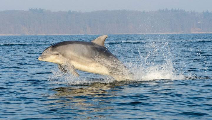 Животные при пожаре в дельфинарии Севастополя не пострадали