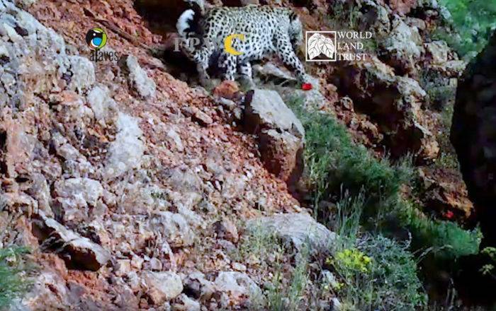 Красавчик, которых мало! В горах Армении нашли еще одного молодого леопарда - видео