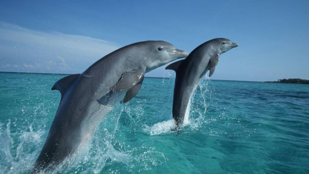 Крымские пожарные спасли двух дельфинов из огня
