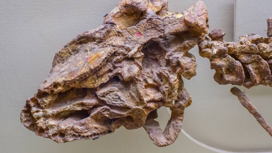 В Таиланде нашли следы динозавра, жившего 140 млн лет назад
