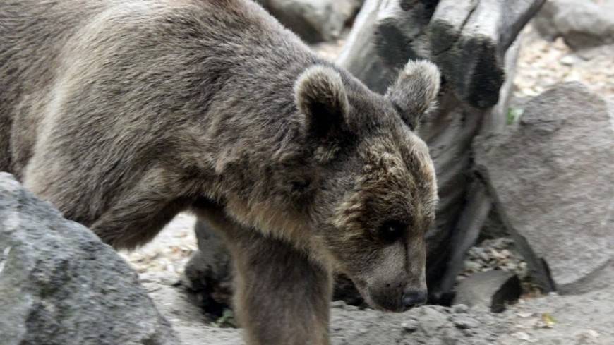 Сахалинские медведи заражены опасной для человека болезнью