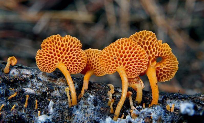 Ученые нашли грибы возрастом миллиард лет