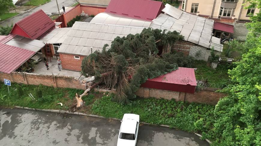 Шквалистый ветер повалил десятки деревьев во Владикавказе