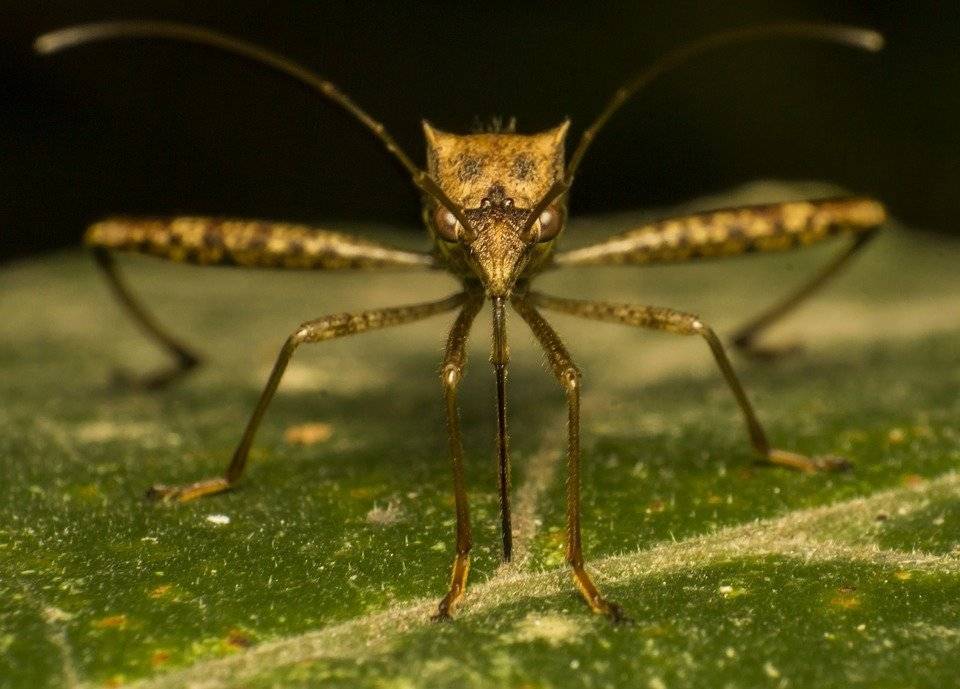 Ученые установили, чья кровь привлекает комаров