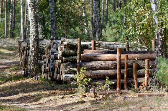 Российские леса восстановят по новым правилам