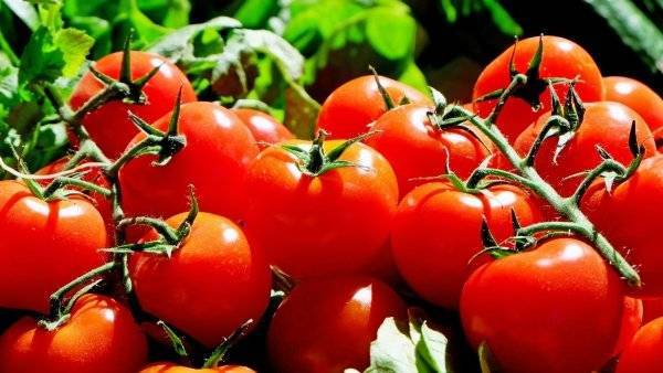 Ученые хотят вернуть томатам насыщенный вкус