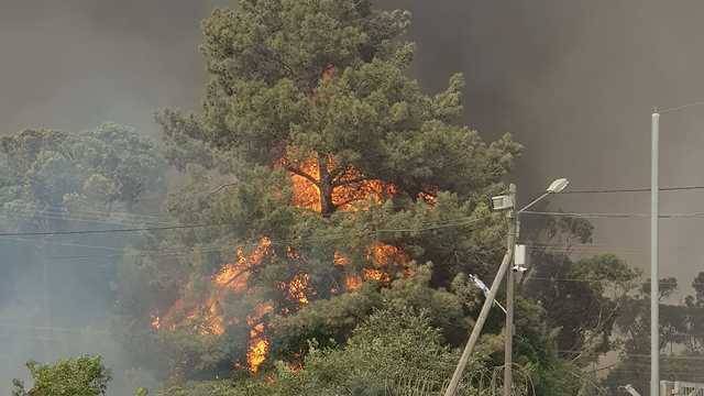 Эксперты: пожары в Израиле могли возникнуть из-за умышленного поджога