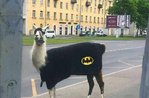 По Петербургу прогулялась лама в костюме Бэтмена / Моя Планета