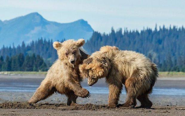 Фотограф запечатлела игры двух медвежат / Моя Планета