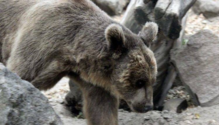 Сахалинские медведи заражены опасной для человека болезнью