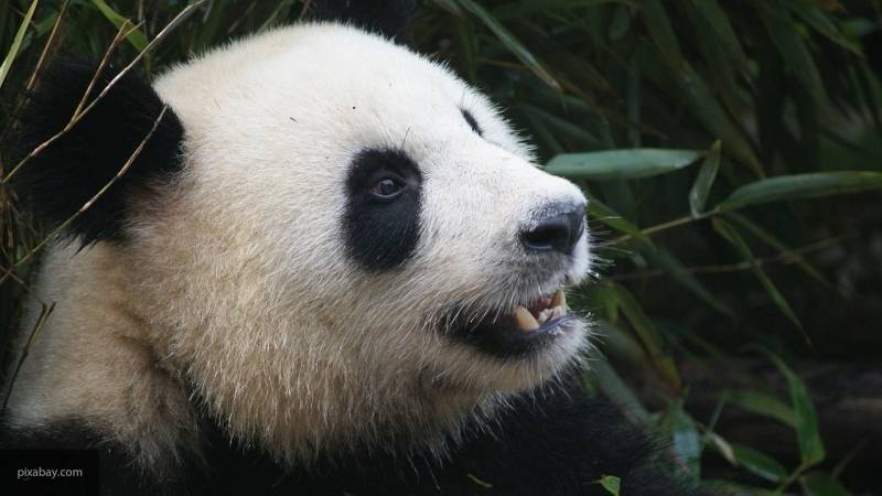 Опубликовано первое фото уникальной панды-альбиноса