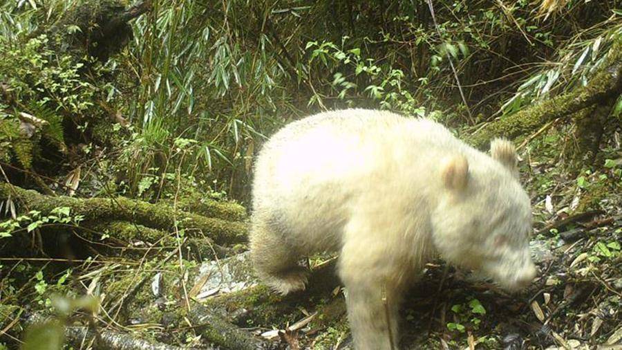 Редчайшая панда-альбинос впервые попала на камеру в Китае