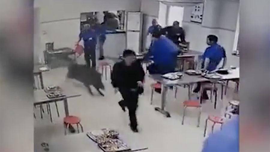 Устроивший погром в китайской столовой кабан попал на видео