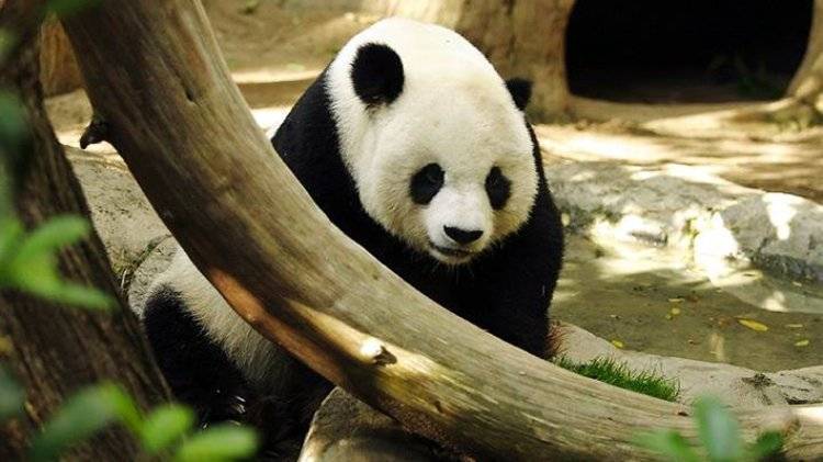 Редкая панда-альбинос впервые попала на камеру в Китае