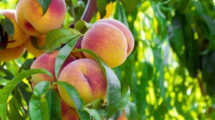 Персики из Северной Македонии и Сербии появятся в российских магазинах