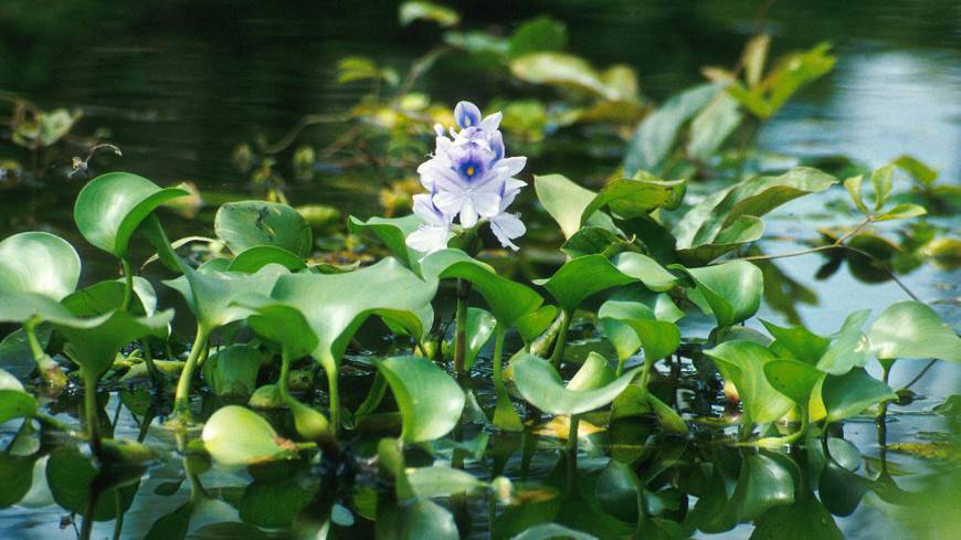С пользой для экологии: в Москве высадят 5 тыс. растений водного гиацинта