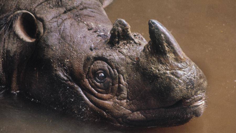 Последний самец суматранского носорога умер в Малайзии