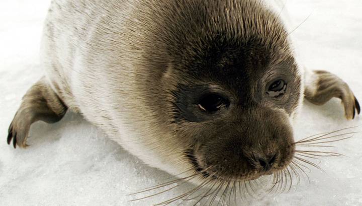 Ловушку для тюленей обнаружили в водах залива Петра Великого
