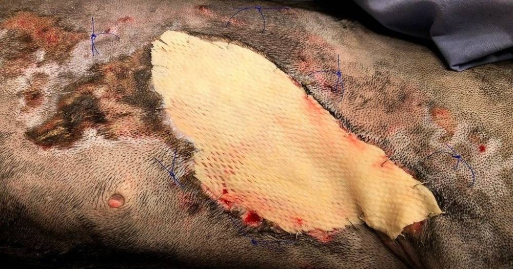 Собаку спасли от жутких ожогов, пересадив ей кожу рыбы