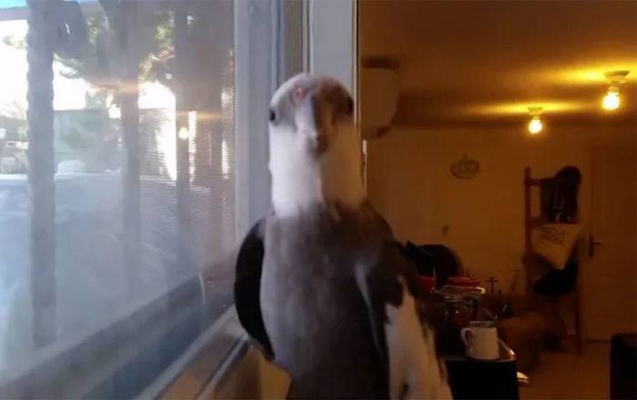 Кипи развел "кипиш": видео попугая, спевшего "еврейский фольклор" на бэк-вокале, рвет сеть