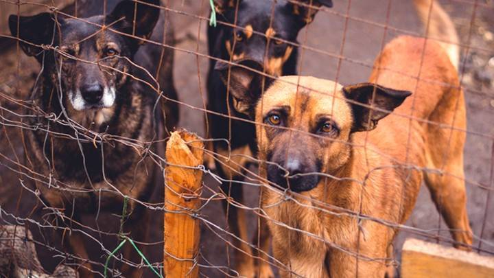 «Собаке – собачья смерть?»: Как в мире борются с бродячими псами