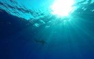 На Гавайях акула убила отдыхающего