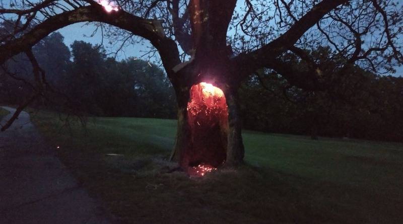 Молния, ударившая в дерево, зажгла его изнутри – и это оказалось впечатляющим зрелищем (фото)