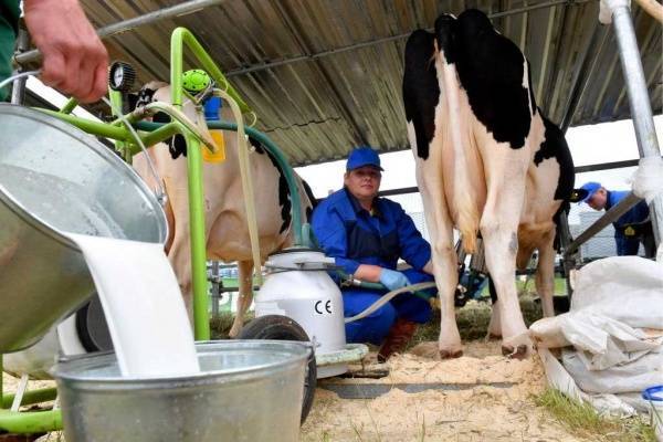 Эксперт: Белорусия недопоставила в Россию 617 тысяч тонн молока