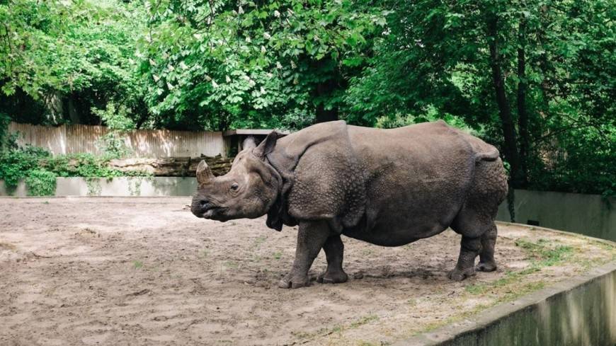 В Малайзии скончался последний самец суматранского носорога