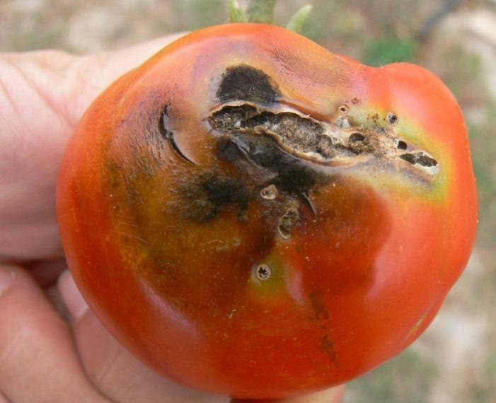 На Украину не пустили 22 тонны помидоров с молью | Политнавигатор
