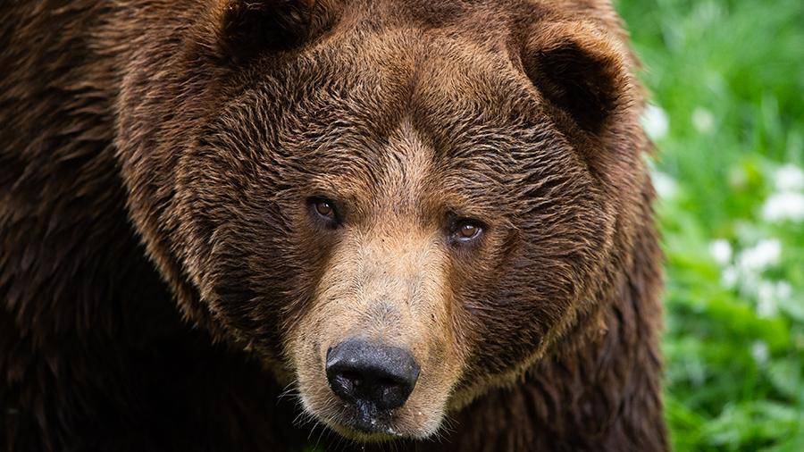 Медведь пришел на детскую площадку под Красноярском