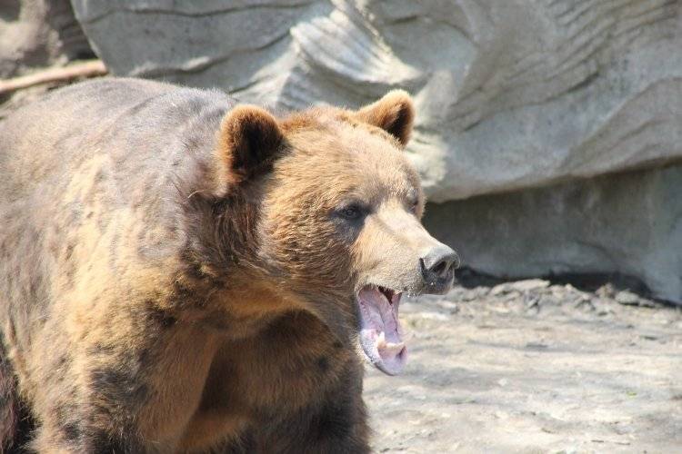 Медведь разгуливал на детской площадке в Красноярском крае