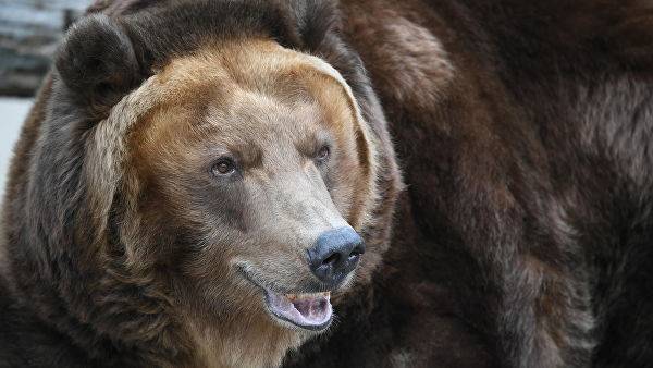 В Красноярском крае медведь зашел на детскую площадку