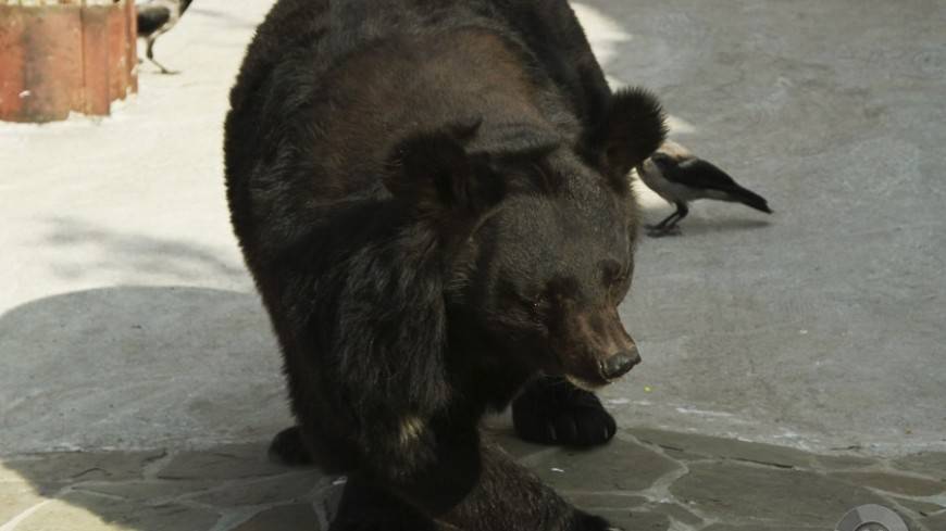 В Красноярском крае по детской площадке разгуливал медведь