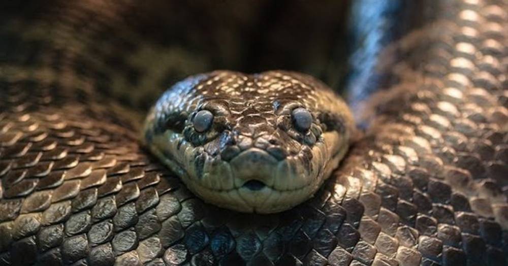 Зафиксировано непорочное зачатие у змеи