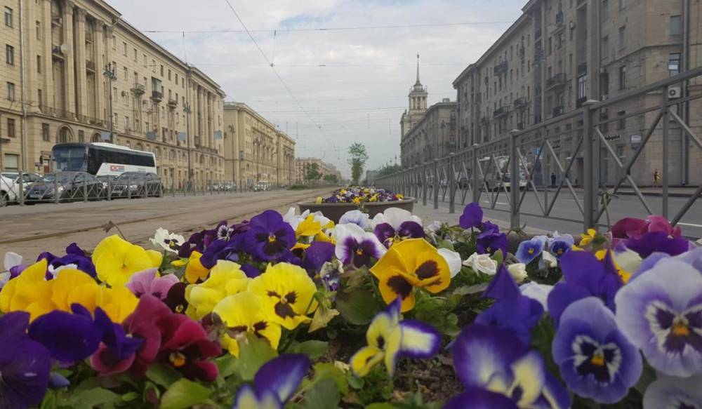Петербург украсят около 8 миллионов цветов