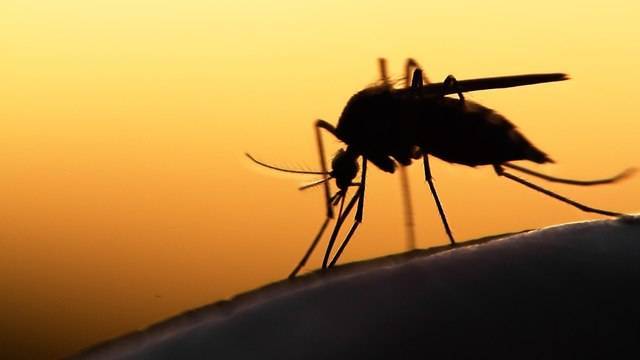 Зараженные комары обнаружены в Араве - в этом году они особо опасны