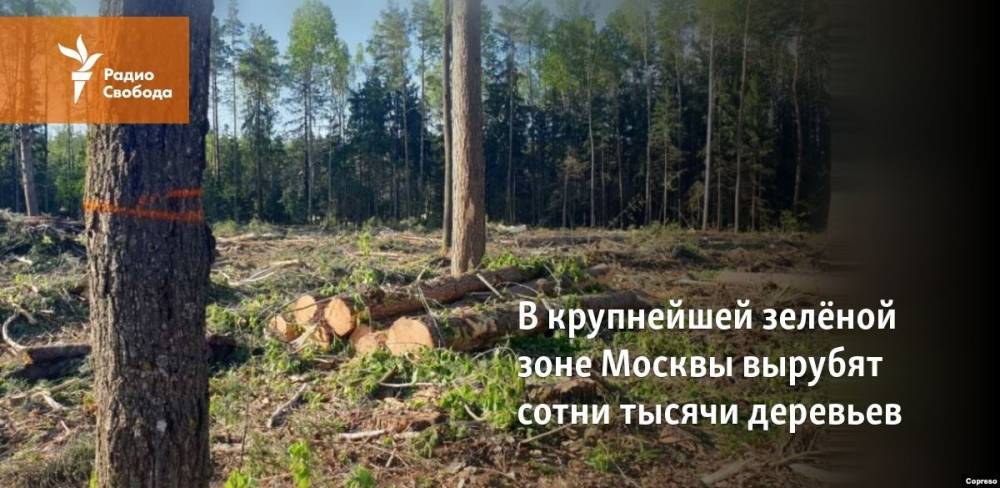 В крупнейшей зелёной зоне Москвы вырубят тысячи деревьев