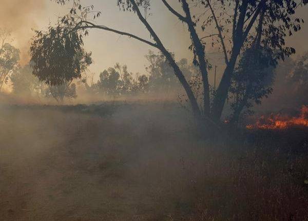 ХАМАС зажигает: пожары на юге из-за "фаерболов" из Газы