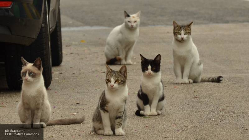Мяуканье котов из квартиры в Ленобласти указало на то, что их хозяин мертв&nbsp;