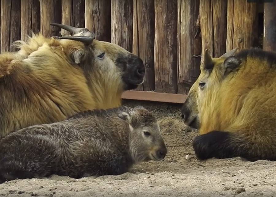 Детеныш сычуаньского такина появился в Московском зоопарке