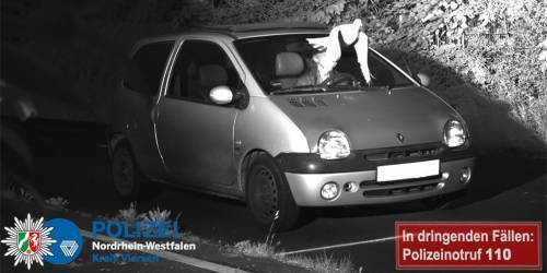 Голубь спас водителя от штрафа за превышение скорости :: Autonews
